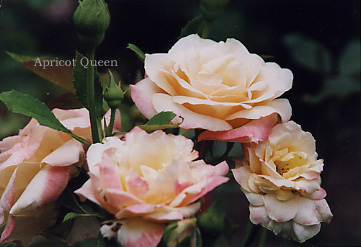 Apricot Queen