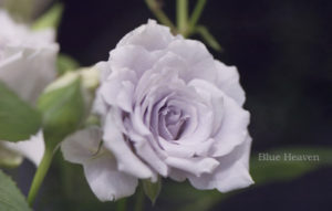 ブルー ヘブン バラ図鑑