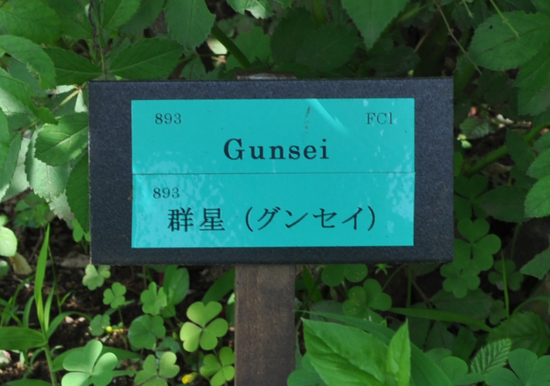 Gunsei Rose 群星 | バラ図鑑