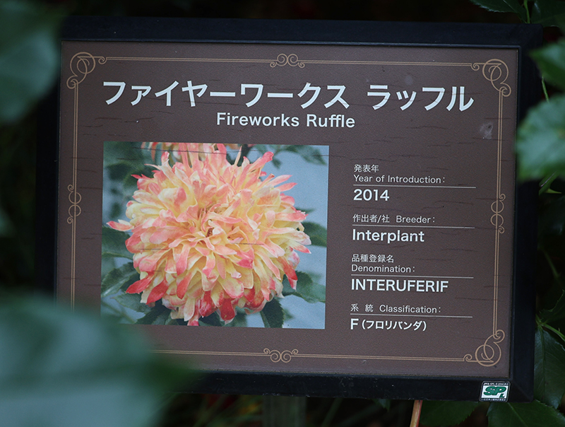 Fire Works Ruffle Rose ファイヤーワークス ラッフル | バラ図鑑